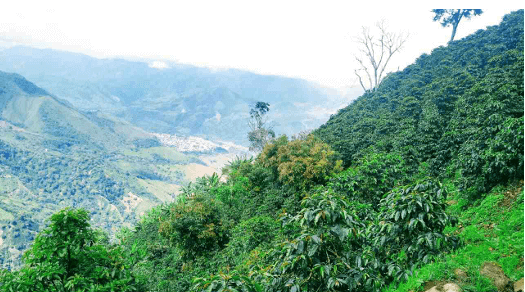 Organic Colombia Tolima Suave