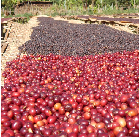 Organic Ethiopia Natural Sidamo