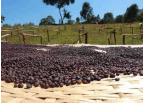 Ethiopia Natural Kembata