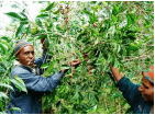 Organic Papua New Guinea Timuza A