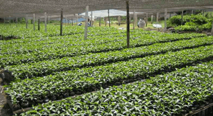 Colombia Royal Select MWP Decaf