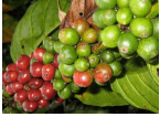 Organic Colombia