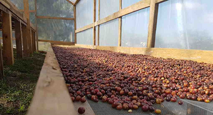 Organic Honduras COMSA