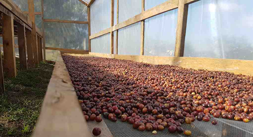 Organic Honduras COMSA