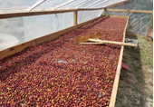 Organic Honduras COMSA