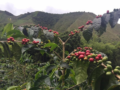Organic Colombia Tolima Del Rio