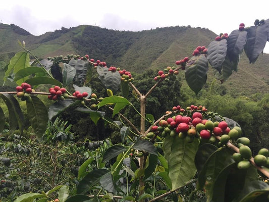 Organic Colombia Tolima Del Rio