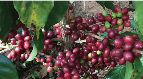 coffee plant